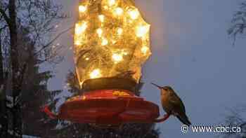 Check out the ingenious ways people are freeze-proofing their hummingbird feeders during B.C.'s cold snap