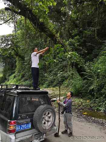 The Tallest Begonia Species in All of Asia Discovered in Tibet