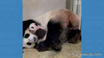 WATCH:  Name day for giant panda