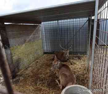 Due cervi detenuti illegalmente a Termoli,tornano in Abruzzo - ANSA Nuova Europa