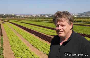 Gemüse aus Rommelshausen: Christian und Reiner Merz beliefern nicht nur Hofläden - Kernen - Zeitungsverlag Waiblingen