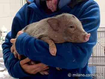 Lissone, il maialino nano Peter abbandonato in una scatola: salvato dal fiuto di un cane - Corriere Milano