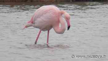 Frontignan : Ann, le plus vieux flamant rose connu du monde, photographié dans l'étang d'Ingril - Midi Libre