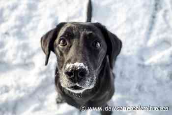 How do I keep my pet safe during a cold snap? - Dawson Creek Mirror