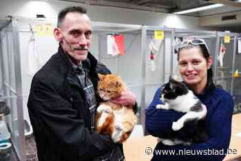 Kattenasiel zoekt nieuwe locatie: “Dit jaar al bijna 400 katten een nieuwe thuis gegeven”