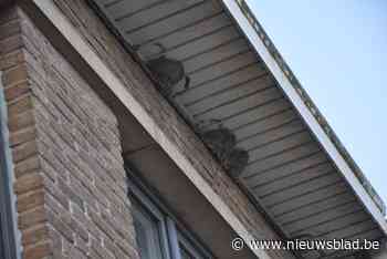 Aantal nesten van huiszwaluwen spectaculair gedaald