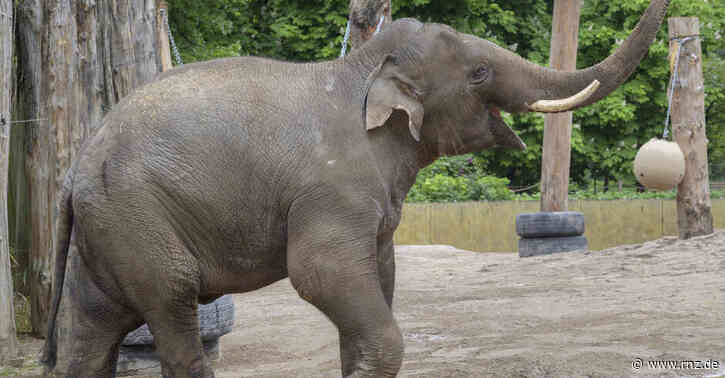 Tierisches Heidelberg 2021:  Elefant, Tiger und Co.