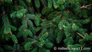 How to properly dispose of your Christmas tree and decorations