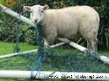 A sheep in a football net in Rossendale makes RSPCA's top rescues of 2021