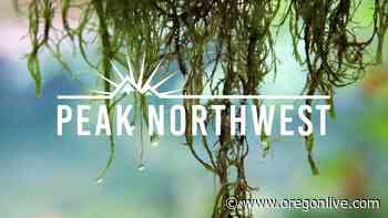 The best forest hikes to explore in the rain: Peak Northwest podcast - OregonLive