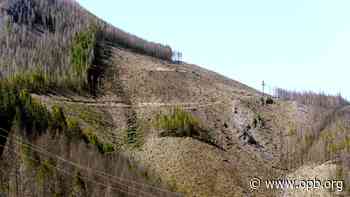 Parts of Santiam State Forest to reopen after 2020 fires - OPB News