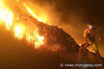 Indonesia's new epicenter of forest fires shifts away from Sumatra and Borneo - Mongabay.com