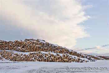 BC old-growth forest preservation plan off to a slow start for 2022 – Williams Lake Tribune - Williams Lake Tribune