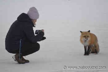PHOTOS: Curious fox captivates attention in downtown Quesnel, BC – Nelson Star - Nelson Star