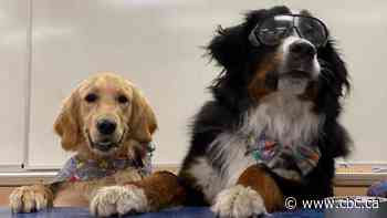 Dogs unleash science facts with their own 'pawdcast'