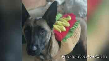 'Restored our faith in humanity': Saskatoon dog found safe after missing for 4 days in extreme cold - CTV News Saskatoon