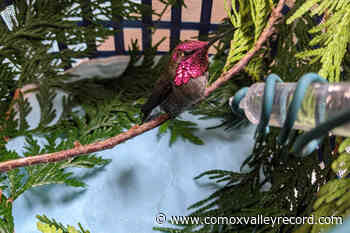 Hummingbirds can starve in the cold, says Merville wildlife centre – Comox Valley Record - Comox Valley Record