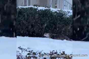 VIDEO: Vancouver Island otter spotted frolicking in fresh snow – Comox Valley Record - Comox Valley Record
