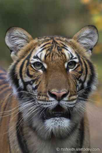 Tiger fatally shot at Florida zoo after attacking man who stuck arm through enclosure, authorities say
