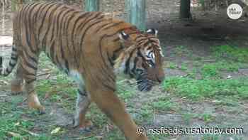 Tiger shot and killed at Florida zoo after attacking man who stuck arm through enclosure