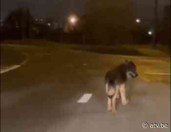 Nieuwe zwervende wolf gespot aan Noorderlaan in Antwerpen - ATV