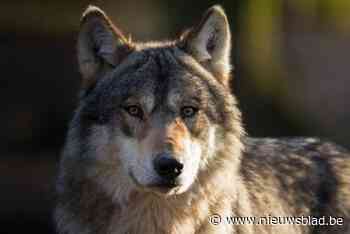 Zwervende wolf duikt op in de Noorderkempen