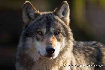 ‘Havenwolf’ Asterix duikt nu ook op in de Noorderkempen: “We zijn er bijna tegen gereden”