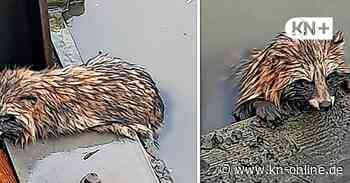 Feuerwehr rettet Waschbären aus der Elbe