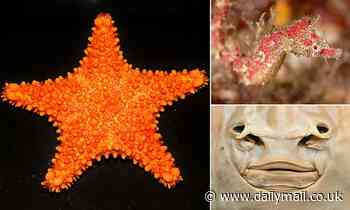Nature: Five sea stars and a well-camouflaged pygmy pipehorse among new species discovered in 2021