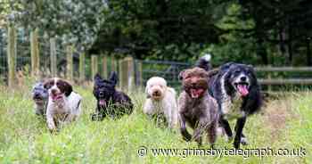 Five heartwarming dog stories that made us smile this year - Grimsby Live