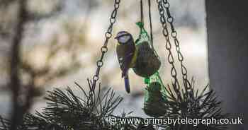 Five tips for upcycling Christmas waste to save our garden wildlife - Grimsby Live