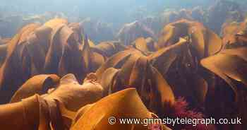 Humpbacks making a comeback in the UK's seas in 2021 - Grimsby Live