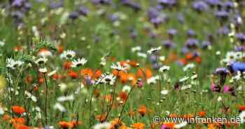 Landkreis Erlangen-Höchstadt: Projekt zur Schaffung artenreicher Grünflächen - inFranken.de