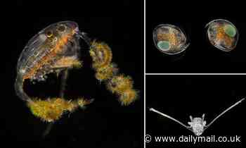 New photos show microscopic plankton in magnificent detail 