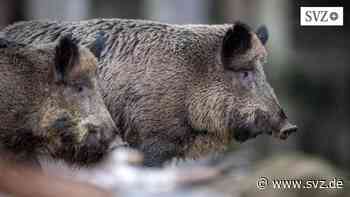 ASP in Ludwigslust-Parchim: In der Pufferzone des Schweinepest-Gebietes darf gejagt werden | svz.de - svz – Schweriner Volkszeitung