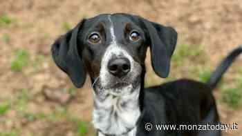 Adottare un cane a Monza: Derek, Miky e Ped sognano una famiglia - Monza Today