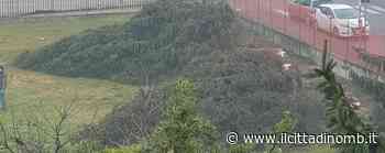 Monza, alberi tagliati per il nuovo cantiere: «Area privata, ma sfruttamento illimitato del territorio» - Il Cittadino di Monza e Brianza