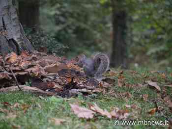 Monza, vuoi diventare un Park Angel? Ecco come fare - MBnews