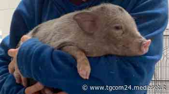 Monza, maialino abbandonato alla fermata del bus - TGCOM