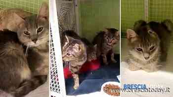 Famiglia sfrattata, entrano nella loro casa: è invasa da 60 gatti - BresciaToday