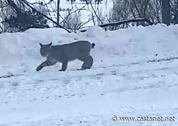 Bobcat spotted on Old Kamloops Road near Vernon - Vernon News - Castanet.net
