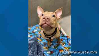 Puppy searching for forever home after being left in crate on Virginia trail - WUSA9.com