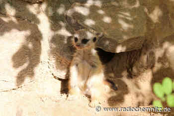 In Chemnitz gibt es immer mehr Tierpaten - Radio Chemnitz