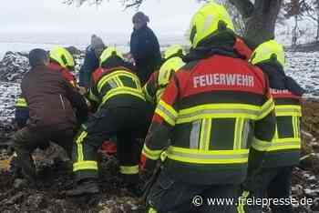 Feuerwehr rückt zur Rettung von Pferd aus - Freie Presse
