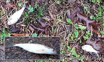 Dead fish rain down in Texarkana after being swept up by waterspouts from a storm