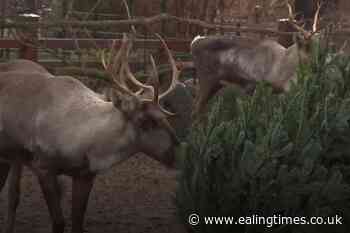 Elephants and reindeer feast on donated Christmas trees at Berlin Zoo - Ealing Times