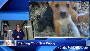 Dog training tips from Aurora Hounds Town USA - WLS-TV