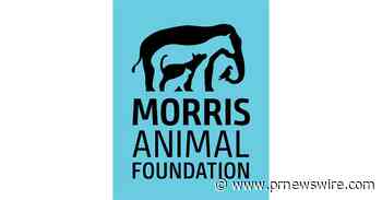 Morris Animal Foundation Remembers Betty White, A Tireless Champion for Animals