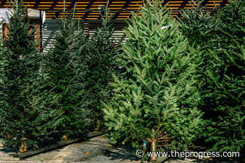 A couple of ways for Chilliwack residents to compost their Christmas trees – Chilliwack Progress - Chilliwack Progress