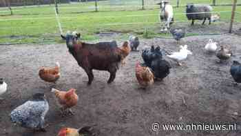 Vuurwerk afgestoken bij 'Geitenweitje' - Burgemeester Mol reageert woedend - NH Nieuws